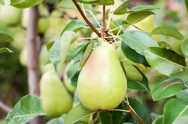 Ağaçtaki armut — Stok fotoğraf