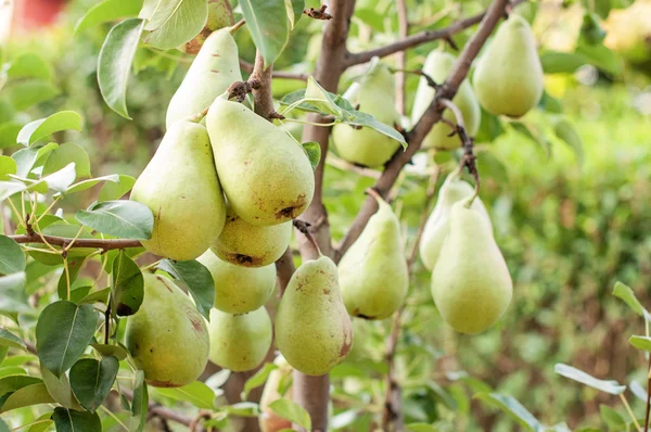 Árbol de pera —  Fotos de Stock