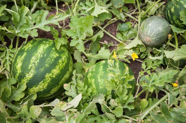 Arbuza i melona — Zdjęcie stockowe