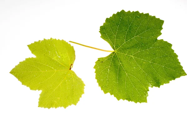 Vine leaf — Stock Photo, Image