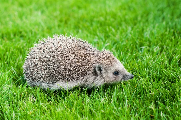 Hedgehog — Stock Photo, Image