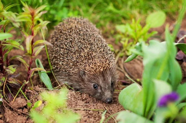 Igel — Stockfoto