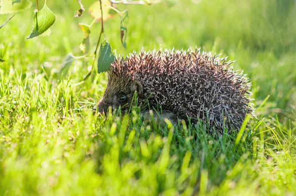 Hedgehog — Stock Photo, Image