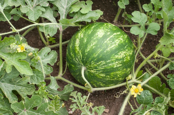 Wassermelone — Stockfoto