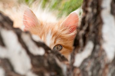 A little orange and white kitten looks behind a tree trunk with one eye