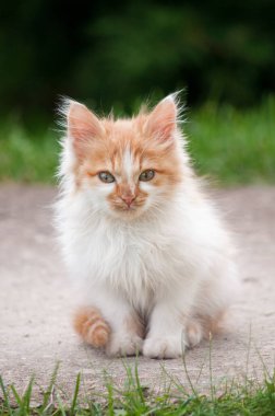 A little orange and white kitten stands on a path in the garden and looks at the camera