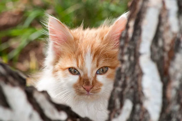 Little Orange White Kitten Looks Tree Trunk — Stock fotografie