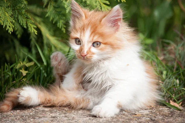 Little Orange White Kitten Stands Path Garden Looks Camera — Stock fotografie