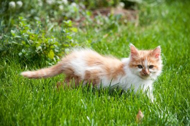 Orange and white small cat walking in the grass