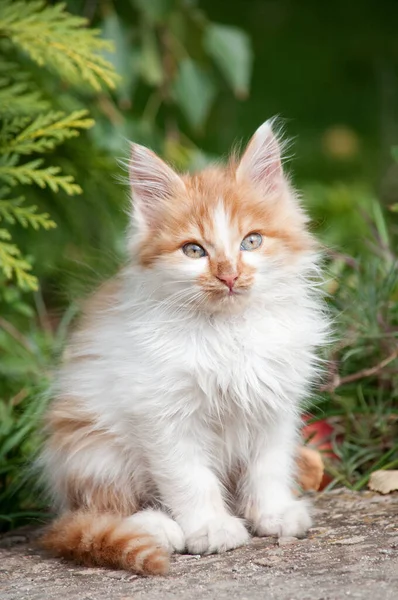 Little Orange White Kitten Stands Path Garden Looks Camera — Stock fotografie