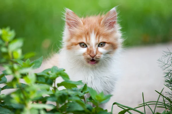 Little Orange White Kitten Grits Teeth — Stock fotografie
