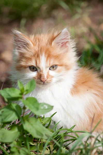 Little Orange White Kitten Garden — Stock fotografie