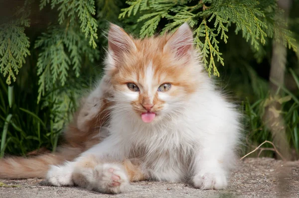 Little Orange White Kitten Crawling — Stock fotografie