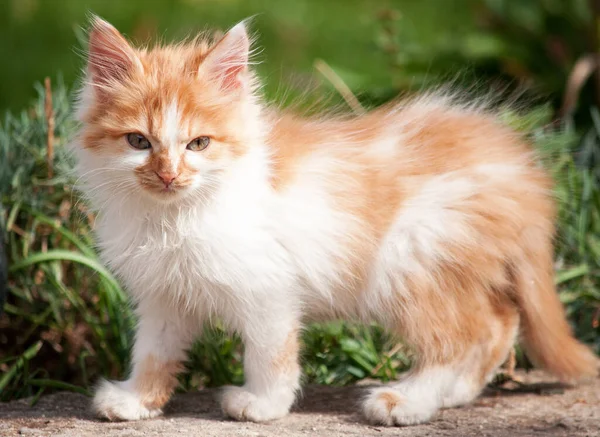 Little Orange White Kitten Garden — Stock fotografie