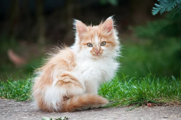 Little Orange White Kitten Stands Path Garden Looks Camera Stockafbeelding