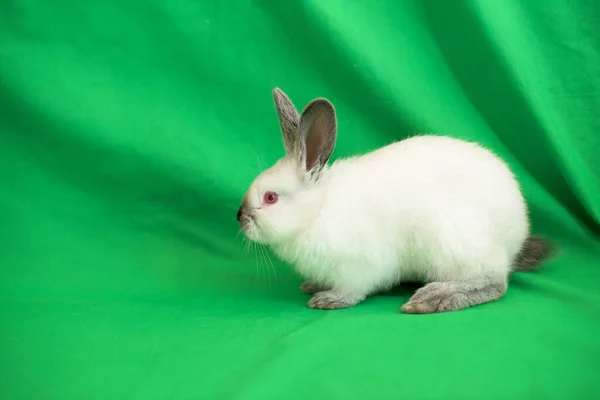 Little White Bunny Green Background — Stockfoto