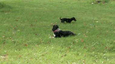 Güneşli bir günde taze yeşil çimlerde iki köpek oynar. Yavaş çekim videosu.