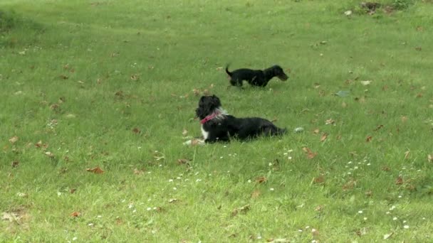 Two dogs play on a fresh green grass in a sunny day. Slow motion video. — Stock Video