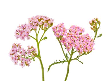 Achillea millefolium