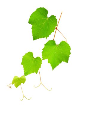 Vine leaves clipart