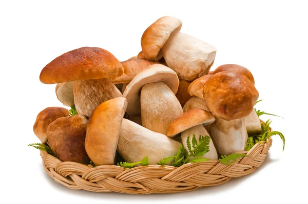 Boletus mantarı