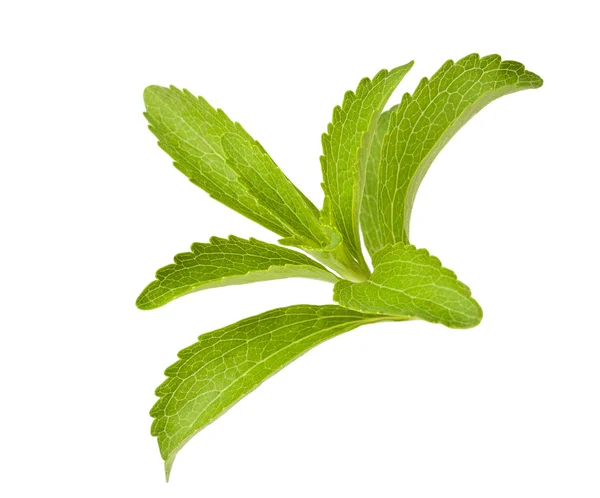 Revisión de Stevia — Foto de Stock