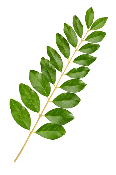 Zweig mit Blättern — Stockfoto