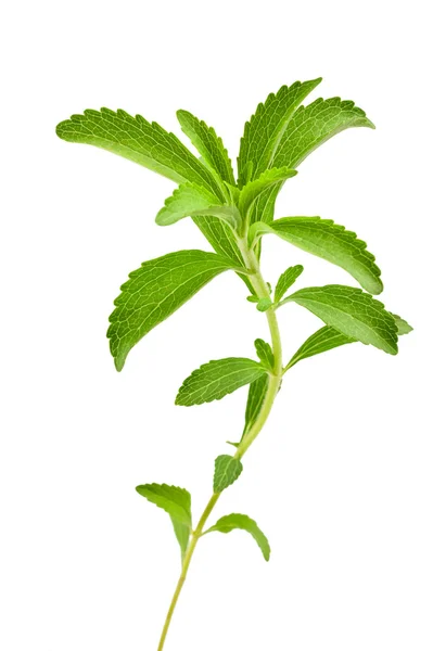 Stevia rebaudiana — Zdjęcie stockowe