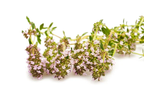 Wild thyme flowers — Stock Photo, Image