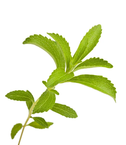 Stevia rebaudiana Stock Kép
