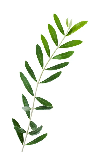 Olive branch — Stockfoto