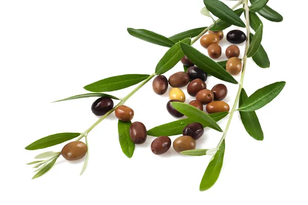 Rama con aceitunas — Foto de Stock