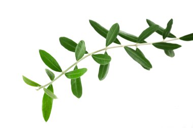 Zeytin dalları