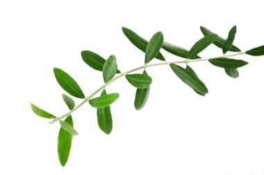 Olives branches clipart