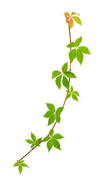 Climbing vine — Stock Photo, Image