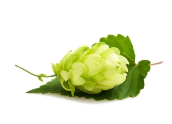 Hopfen mit Blatt — Stockfoto