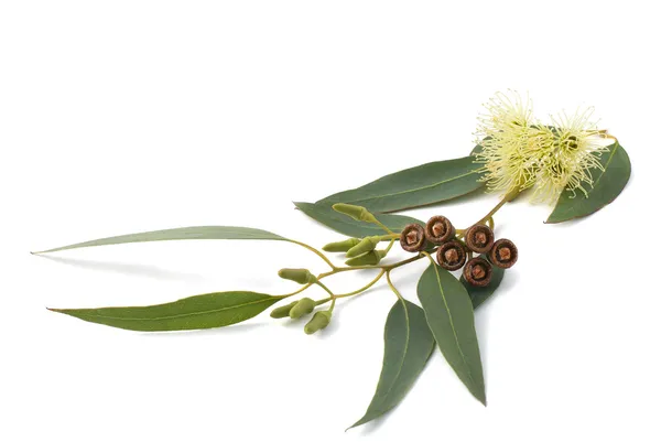 Eucalyptus branch — Stock Photo, Image