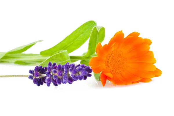 Lavendel und Ringelblume — Stockfoto