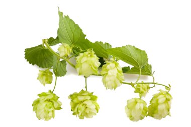 şerbetçiotu Şubesi