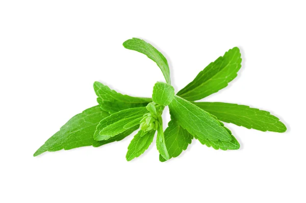 Stevia rebaudiana — Stock Fotó