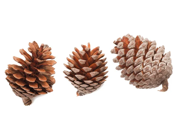 Cones de pinheiro — Fotografia de Stock