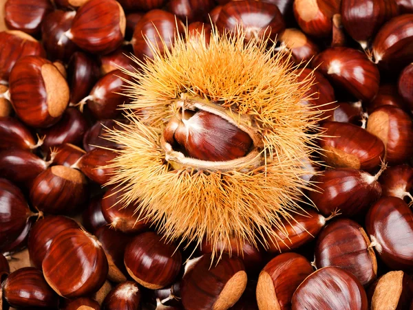 Chestnut — Stock Photo, Image