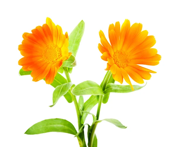 Calendula bloemen — Stockfoto