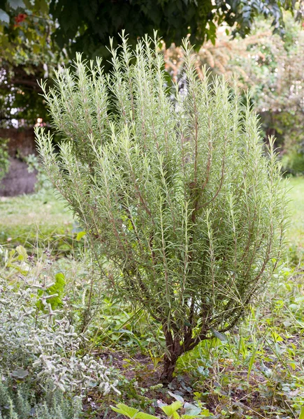 Pianta di Rosmarino — Foto Stock