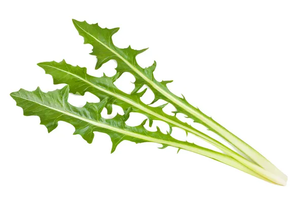 Salad leaves — Stock Photo, Image