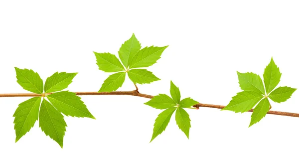 Climbing vine — Stock Photo, Image