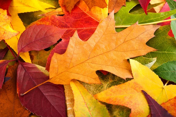 Leaves background — Stock Photo, Image