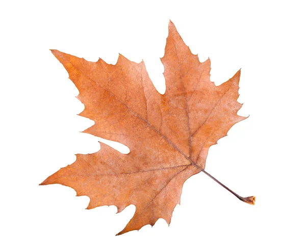 Plane tree leaf — Stock Photo, Image