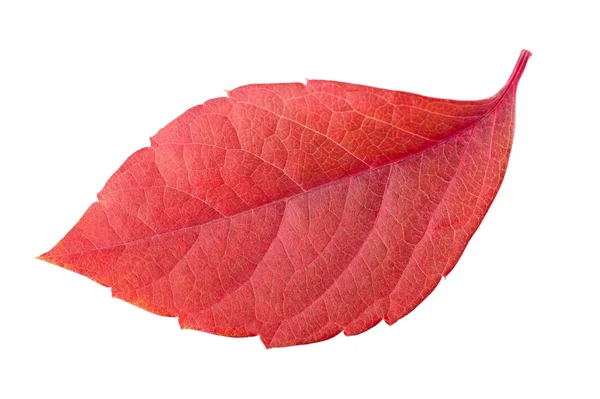 Красный лист — стоковое фото