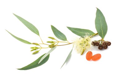 Eucalyptus branch clipart